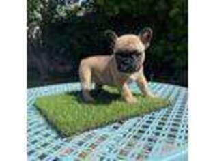 French Bulldog Puppy for sale in Irvine, CA, USA