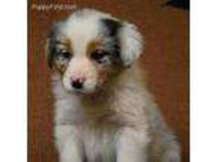 Australian Shepherd Puppy for sale in Madison, WI, USA