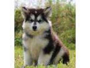 Alaskan Malamute Puppy for sale in Sulphur Springs, TX, USA