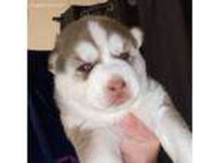 Siberian Husky Puppy for sale in Wallaceton, PA, USA