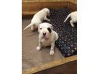 Dogo Argentino Puppy for sale in Hillsboro, OH, USA