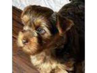 Yorkshire Terrier Puppy for sale in Appleton, WA, USA