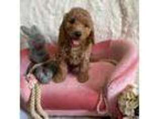 Goldendoodle Puppy for sale in Tampa, FL, USA