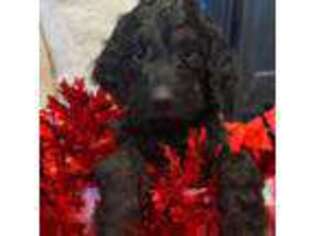 Goldendoodle Puppy for sale in Amarillo, TX, USA