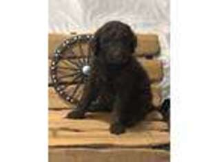 Goldendoodle Puppy for sale in Cecilia, KY, USA
