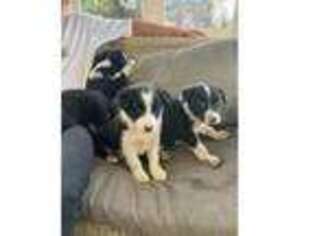 Border Collie Puppy for sale in Beverly, MA, USA