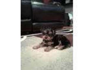 Yorkshire Terrier Puppy for sale in Jessup, MD, USA