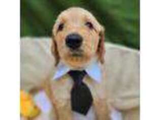 Goldendoodle Puppy for sale in Winter Springs, FL, USA