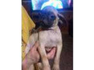 Pug Puppy for sale in Cove, AR, USA