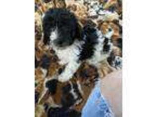 Mutt Puppy for sale in Squires, MO, USA