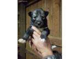 Siberian Husky Puppy for sale in Blairs, VA, USA