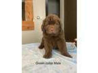 Newfoundland Puppy for sale in Ladysmith, WI, USA