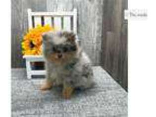 Pomeranian Puppy for sale in Fort Wayne, IN, USA