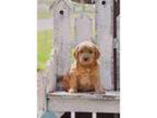 Goldendoodle Puppy for sale in Honey Brook, PA, USA