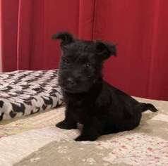 Scottish Terrier Puppy for sale in Dayton, TX, USA