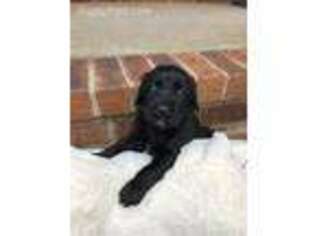 Labradoodle Puppy for sale in Murfreesboro, TN, USA