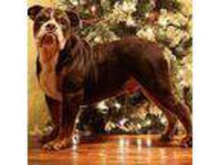 Olde English Bulldogge Puppy for sale in Hookerton, NC, USA