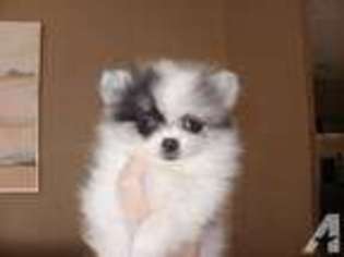 Pomeranian Puppy for sale in OVIEDO, FL, USA