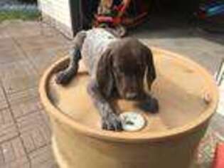 German Shorthaired Pointer Puppy for sale in Saxon, WI, USA