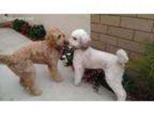 Goldendoodle Puppy for sale in Ontario, CA, USA