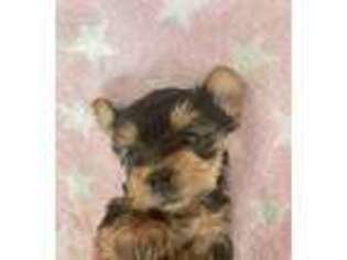 Yorkshire Terrier Puppy for sale in Antelope, CA, USA