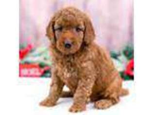 Goldendoodle Puppy for sale in Arthur, IL, USA