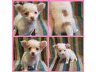 Chihuahua Puppy for sale in Picture Rocks, PA, USA