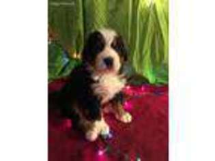 Bernese Mountain Dog Puppy for sale in Kent, WA, USA