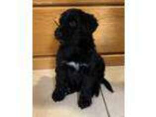 Mutt Puppy for sale in Cottonwood, AZ, USA