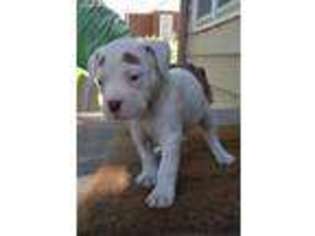 Olde English Bulldogge Puppy for sale in Kansas City, MO, USA