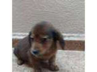 Dachshund Puppy for sale in Cleveland, TN, USA