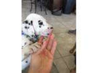 Dalmatian Puppy for sale in Phoenix, AZ, USA