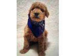Goldendoodle Puppy for sale in Northfield, MN, USA