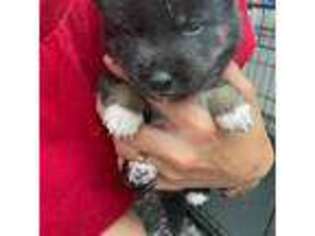 Shiba Inu Puppy for sale in Kingston, PA, USA