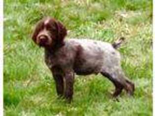 Wirehaired Pointing Griffon Puppy for sale in Dixon, IA, USA