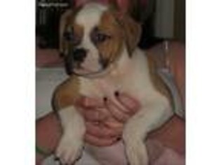 American Bulldog Puppy for sale in Richmond, VA, USA