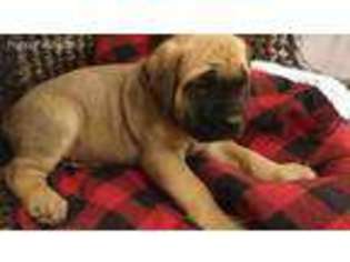 Mastiff Puppy for sale in Alvaton, KY, USA