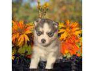 Siberian Husky Puppy for sale in Poplar Bluff, MO, USA