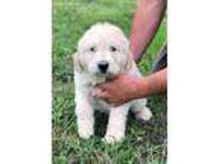 Golden Retriever Puppy for sale in Odessa, MO, USA