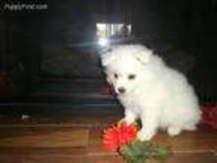 American Eskimo Dog Puppy for sale in Packwood, IA, USA