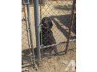 Labrador Retriever Puppy for sale in Casa Grande, AZ, USA