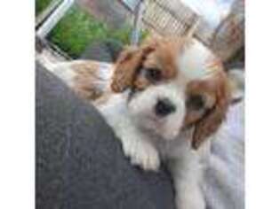 Cavalier King Charles Spaniel Puppy for sale in Evanston, WY, USA