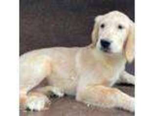 Mutt Puppy for sale in Watertown, CT, USA