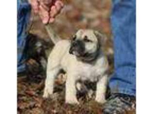 Mutt Puppy for sale in Pocahontas, IL, USA