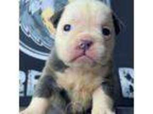Bulldog Puppy for sale in Willow Springs, MO, USA
