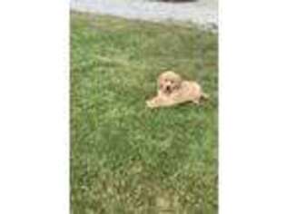 Golden Retriever Puppy for sale in East Rochester, NY, USA