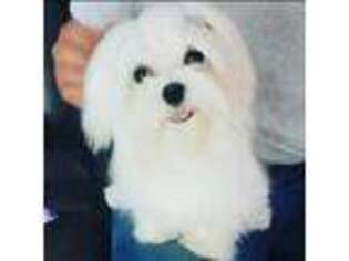 Maltese Puppy for sale in Altamonte Springs, FL, USA