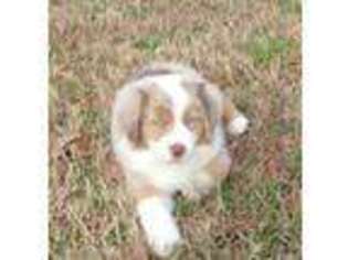 Miniature Australian Shepherd Puppy for sale in Ola, AR, USA