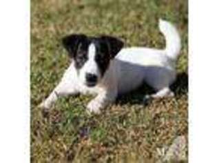 Jack Russell Terrier Puppy for sale in RENO, NV, USA
