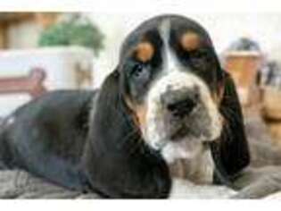 Basset Hound Puppy for sale in Rochester, IN, USA